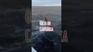 🌊 Orcas en Cantabria 🌊 Cantabria MarCantabrico Orcas [upl. by Ahsenre]