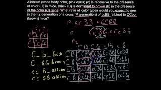 How to solve dihybryd cross genetics problems  step by step [upl. by Adlitam]