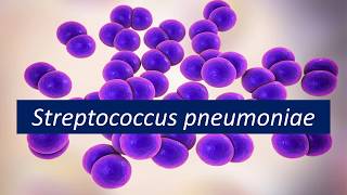 Microbiologia Médica Streptococcus pneumoniae [upl. by Collyer]