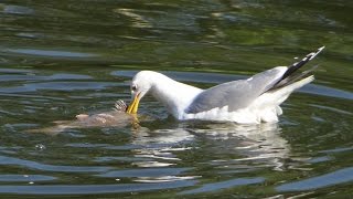 European herring gull with large prey  Silbermöwe frisst an großem Fisch [upl. by Gaddi]