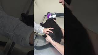 Mr John Steed getting care part 1 adoptme animalrescue [upl. by Aggarwal]