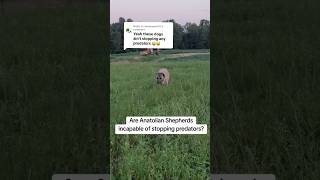 anatolianshepherddog livestockguardiandog workingdog anadoluaslanı [upl. by Richers580]