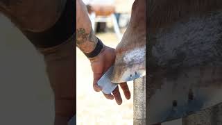 Rasping a Horse Hoof shorts farrier satisfying asmr [upl. by Willing]