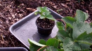 An Incredible Way To Clone Your Strawberry Plants Check Out This Method [upl. by Annasus98]