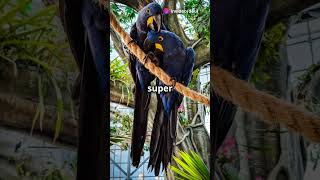 5 Amazing Facts About Hahns Macaw 🦜 parrot [upl. by Ttimme]