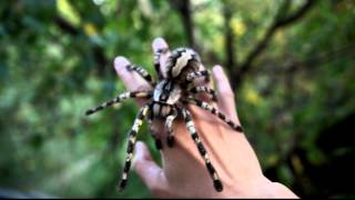 Tarantula Jumps from Arm Poecilotheria regalis [upl. by Suiravad]