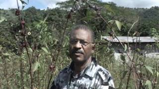 Improving red sorrel production in Jamaica pt1 of 4 [upl. by Ayifa]