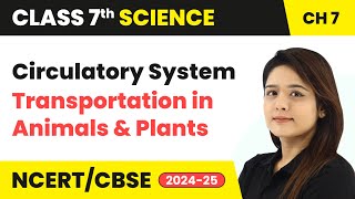 Circulatory System  Transportation in Animals and Plants  Class 7 Science Chapter 7  CBSE 202425 [upl. by Margery]