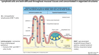 Lecture 10a Mucosal Immunology [upl. by Rucker484]