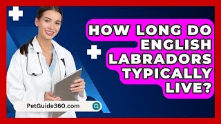 How Long Do English Labradors Typically Live  PetGuide360com [upl. by Imogen354]