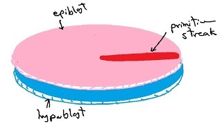 bilaminar and trilaminar embryonic disc  gastrulation  english  DR SAMEH GHAZY [upl. by Rochemont]