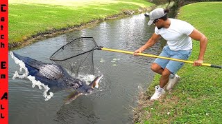 CATCHING CRITTERS Out of GATOR MUD HOLE [upl. by Murat]