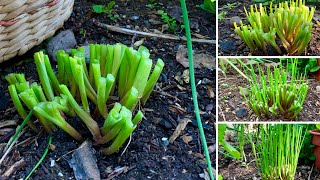 How To Harvest Chives  Cut and Come Again [upl. by Lebbie]