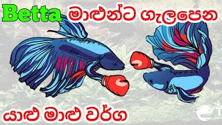 Betta fish Tank Mates in Sinhala [upl. by Jeffcott]