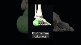 Kość piętowa calcaneus uczymy razem shorts anatomia medycyna 3d [upl. by Frear348]