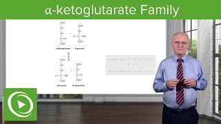 αketoglutarate Family amp Glutamine Synthesis – Biochemistry  Lecturio [upl. by Rebecka]