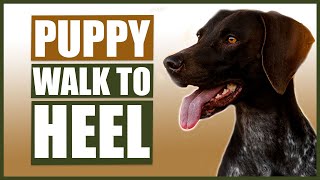 GERMAN SHORT HAIRED POINTER TRAINING How To Train Your Puppy to Walk To Heel [upl. by Akcirre]