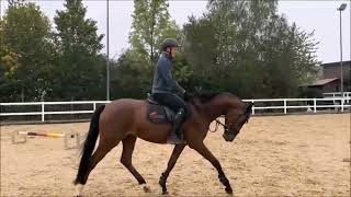 Duke  Show Jumper  Dipylon  2020  Gelding [upl. by Helse]