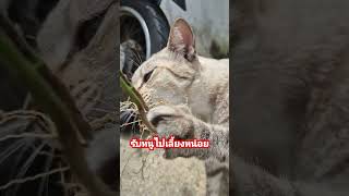 เลี้ยงง่ายกินแต่ต้นไม้ใบหญ้า petology แมว ผ่อนคลาย shortvideo [upl. by Dowzall568]