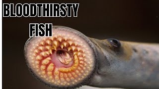 Sea Lamprey  DEADLIEST Sea Creature You Never Knew Existed [upl. by Ax369]