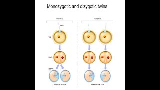 Introduction to Twinning Embryology Monozygotic Uniovular Dizygotic Biovular twins [upl. by Anavi]