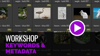 Keywords and Metadata [upl. by Mickelson]