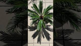 Japanischer Sagopalmfarn Sago Palm Farn Cycas revoluta neu Austrieb [upl. by Lemart]