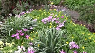 Bulb Log Video Diary Supplement Erythronium revolutum and others [upl. by Halludba]