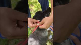 Every Dog Owner Must Know This Rope Muzzle Essentials Explained [upl. by Lawry531]