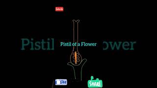 How to draw Pistil of a Flower  Easy Biology Diagram shorts [upl. by Aisila]