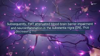 Fecal microbiota transplantation protects against induced Parkinsons Disease in mice [upl. by Haziza]