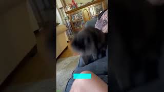 Cute Cats 🐈‍⬛ Cat videos Compilation 🐱 FunnyCats Episode 9475 [upl. by Buddy]