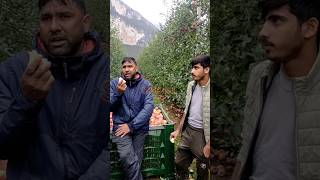 ইতালিতে আপেলের বাগানে কাজ করে দুই বাংলা ভাই। 🍏🍎🇮🇹🇮🇹italy rome news [upl. by Cowles753]