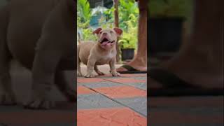 ❤️‍🔥AMERICAN BULLY ❤️‍🔥shortvideo americanbullykeralabullypuppies [upl. by Iretak]