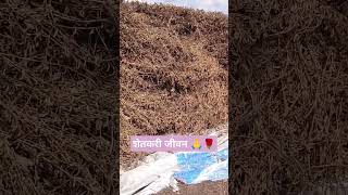 शेतकरी जीवन 🙏🌹farm shorts soybean काढा [upl. by Na]