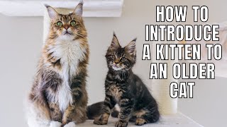 5 Tips on Introducing a Kitten to an Older Cat [upl. by Launamme]