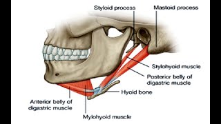 Two Minutes of Anatomy Suprahyoid Muscles [upl. by Allicserp]