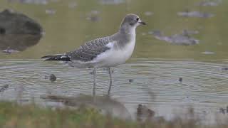 Juvenile Sabines Gull at the Huntspill seawall in Somerset [upl. by Oribella]