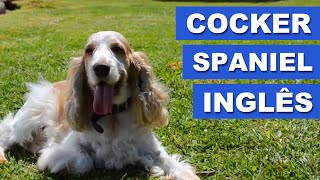 Cocker Spaniel Inglês  Papo com o dono [upl. by Ingraham512]