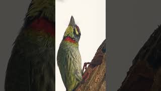 🐦☆³⁰•⁶ Family Megalaimidae 34  Asian Barbets ▪︎ Coppersmith Barbet Psilopogon haemacephalus [upl. by Nepean718]