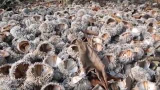 Free Fertilizer and Wild Plant Foraging at the Beach [upl. by Uolyram]