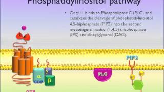 G Protein Coupled Receptors GPCR  Picscience [upl. by Virginie821]