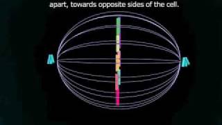 Mitosis  cell reproduction [upl. by Shani]