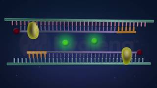 How RealTime and EndPoint PCR Works in the BAX® System [upl. by Tormoria]