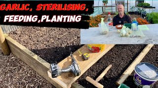 Planting garlic sterilising feeding planting [upl. by Allenrad]