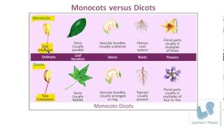 Monocotyledons dicotyledons Comparison of Monocots and Dicots [upl. by Hazel773]