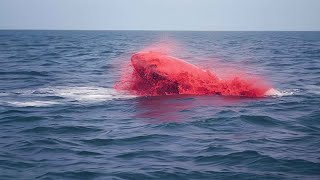 This Leopard Seal Killed 3 Women in 5 Minutes [upl. by Siva]