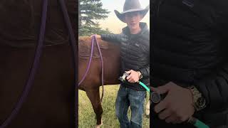 Why cold hosing and icing down your horses legs is important [upl. by Kyte]