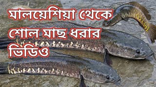 মালয়েশিয়া থেকে শোল মাছ ধরার ভিডিওShoal fishing video from Malaysiaali bin 24 [upl. by Ilowell754]