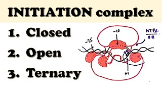 Prokaryotic Transcription INITIATION  How do sigma factor amp RNA polymerase initiate transcription [upl. by Magner]